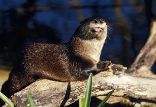 Fourrure de loutre du Canada © Fotosearch.com