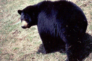 Canadian Black bear