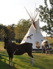 Saulteaux teepee visited by our horses